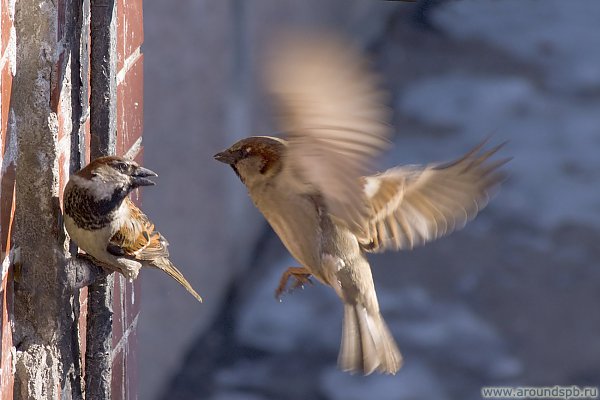 http://www.photo.aroundspb.ru//cache/various/natures/IMG_20060318_0058.jpg_w600.jpg