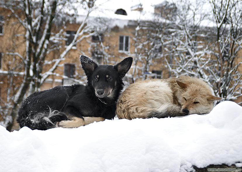 http://www.photo.aroundspb.ru/cache/commonfolder/NG_20_FULL.jpg