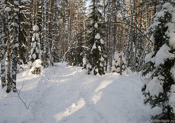 Тихо в лесу