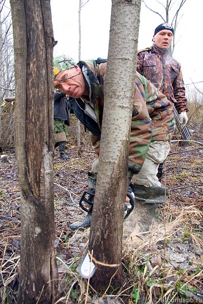 Выпилка деревьев