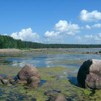 в середине лета вода начинает цвести