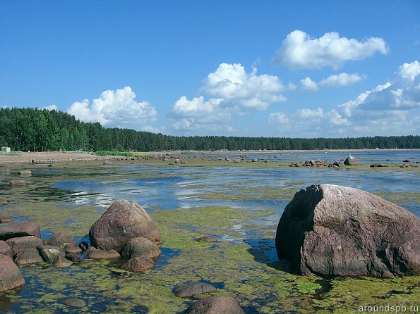 в середине лета вода начинает цвести