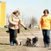 Первая прогулка в стае