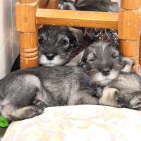 puppy_zh033