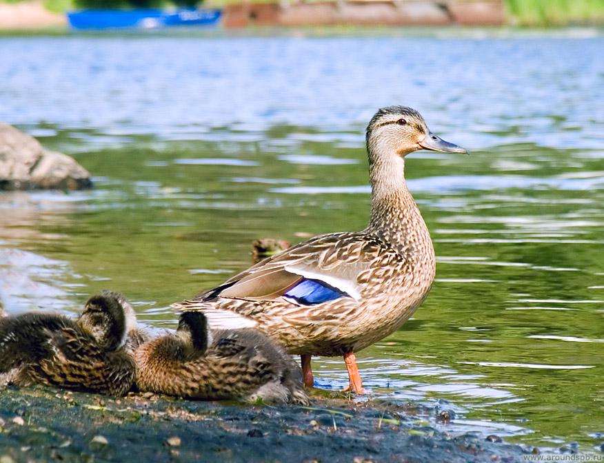http://www.photo.aroundspb.ru/cache/various/natures/02_FULL.jpg