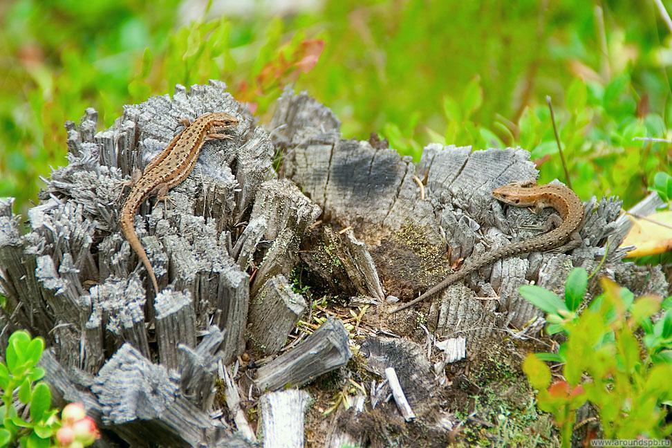 http://www.photo.aroundspb.ru/cache/various/natures/04_FULL.jpg